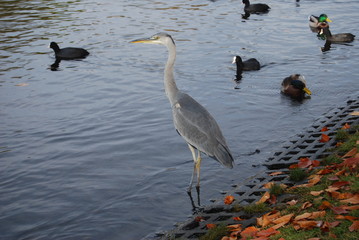 Fischreiher