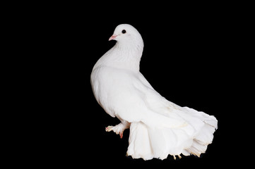 White pigeons