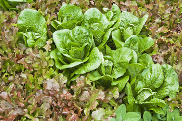 Leaves of salad in a garden, a close up