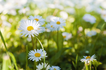 Obraz na płótnie Canvas Glade of blossoming daisies, close up