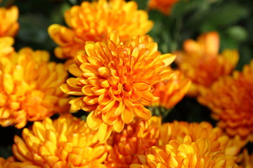 Chrysanthème