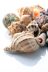 conch shells