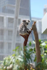 Koala gefangen in der Großstadt