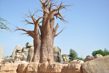 Baobab en el Biopark de Valencia. España.