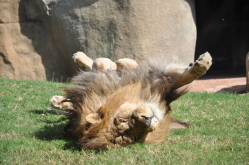 Obraz premium León en el Biopark de Valencia. España.