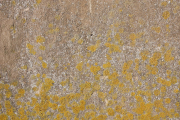 Wall texture