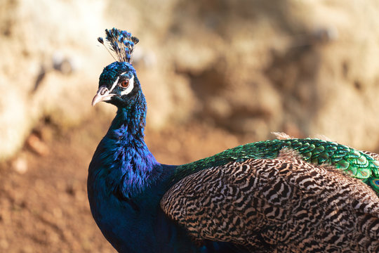 Peacock