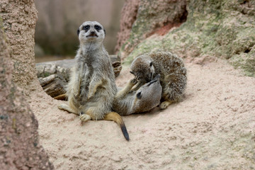 Erdmännchen tummel rum