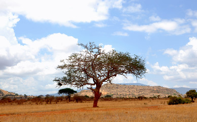 Obraz premium Baum in der Savanne