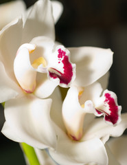 cymbidium orchid flower in Keukenhof