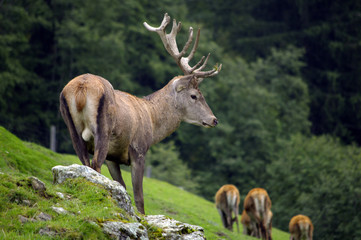 Brunftzeit © Bergfee