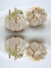 Blühender Knoblauch