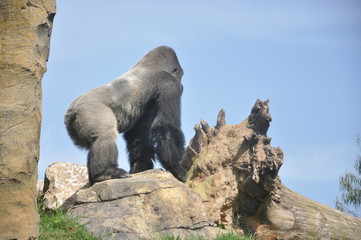 Gorila en el Biopark de Valencia. España.