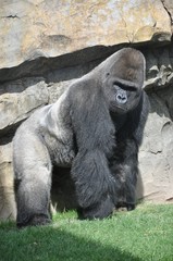 Gorila en el Biopark de Valencia. Espa&ntilde;a.