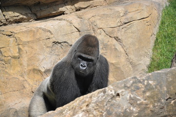 Gorila en el  Biopark  de valencia.España.