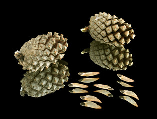 Шишки и семена сосны © 46boris48