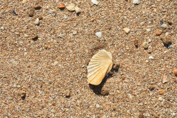 Muschelstücke