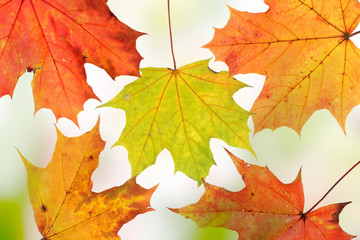 Autumn background