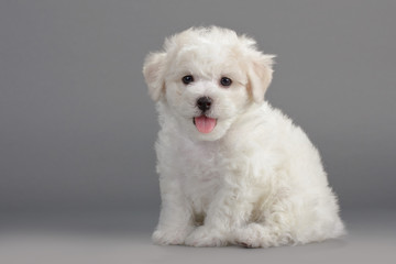 14 303 Bichon Wall Murals Canvas Prints Stickers Wallsheaven