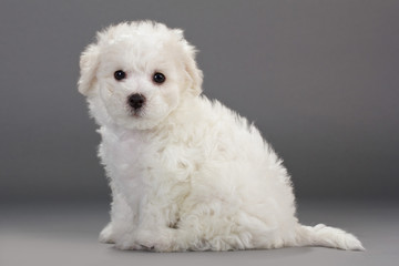 Bichon Frise puppies