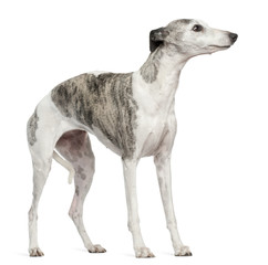 Whippet, 12 months old, standing