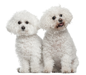 Bichon frise, 9 and 5 years old, sitting