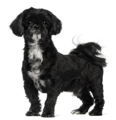 Shih Tzu standing in front of white background