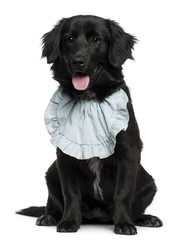 Golden Retriever wearing a bib, 5 months old, sitting