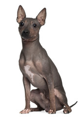 American Hairless Terrier, 6 months old, sitting