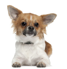 Chihuahua, 7 months old, lying in front of white background