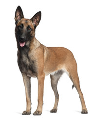 German Shepherd, 1 year old, standing