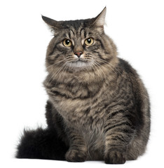 Fototapeta premium Cross Breed Cat sitting in front of white background