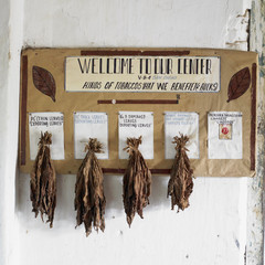 sorting plant of tobacco leaves, San Diego de Los Banos, Pinar d
