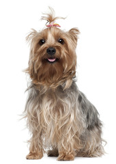 Yorkshire Terrier, 2 years old, sitting