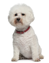 Bichon Frise, 13 years old, sitting