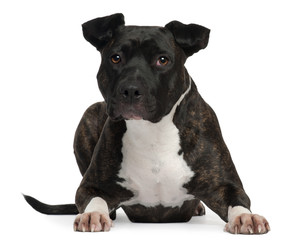 American Staffordshire Terrier, 2 years old, lying
