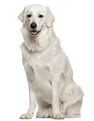 Kuvasz, 18 months old, sitting in front of white background