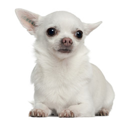 Chihuahua, 5 years old, lying in front of white background