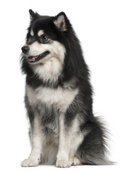 Finnish Lapphund, 1 year old, sitting