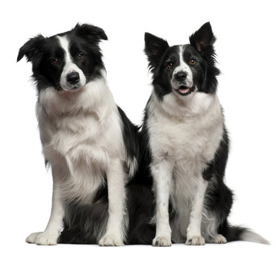 Border collies 1 and 9 years old, sitting