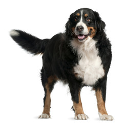 Bernese mountain dog, 4 years old, standing