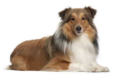 Shetland Sheepdog, 5 years old, lying