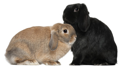 Rabbits, 4 and 6 months old, in front of white background