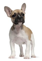 French Bulldog puppy, 3 months old, standing
