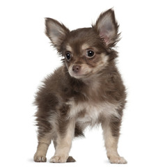 Chihuahua, 12 months old, standing