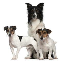 Border Collie and Jack Russells, 7, 5, and 3 years old