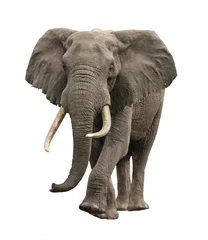 Tuinposter olifant nadert geïsoleerd © Taalvi