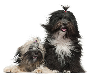 Tibetan Terriers with windblown hair