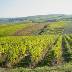 Fototapeta na wymiar vineyard, Palava, Czech Republic