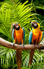 Colourful parrot bird sitting on the perch © Elnur